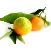 Hydrolat Lime, 100 ml